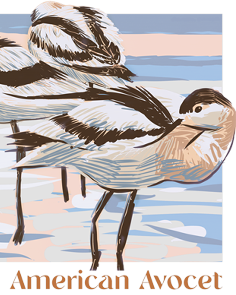 American Avocets