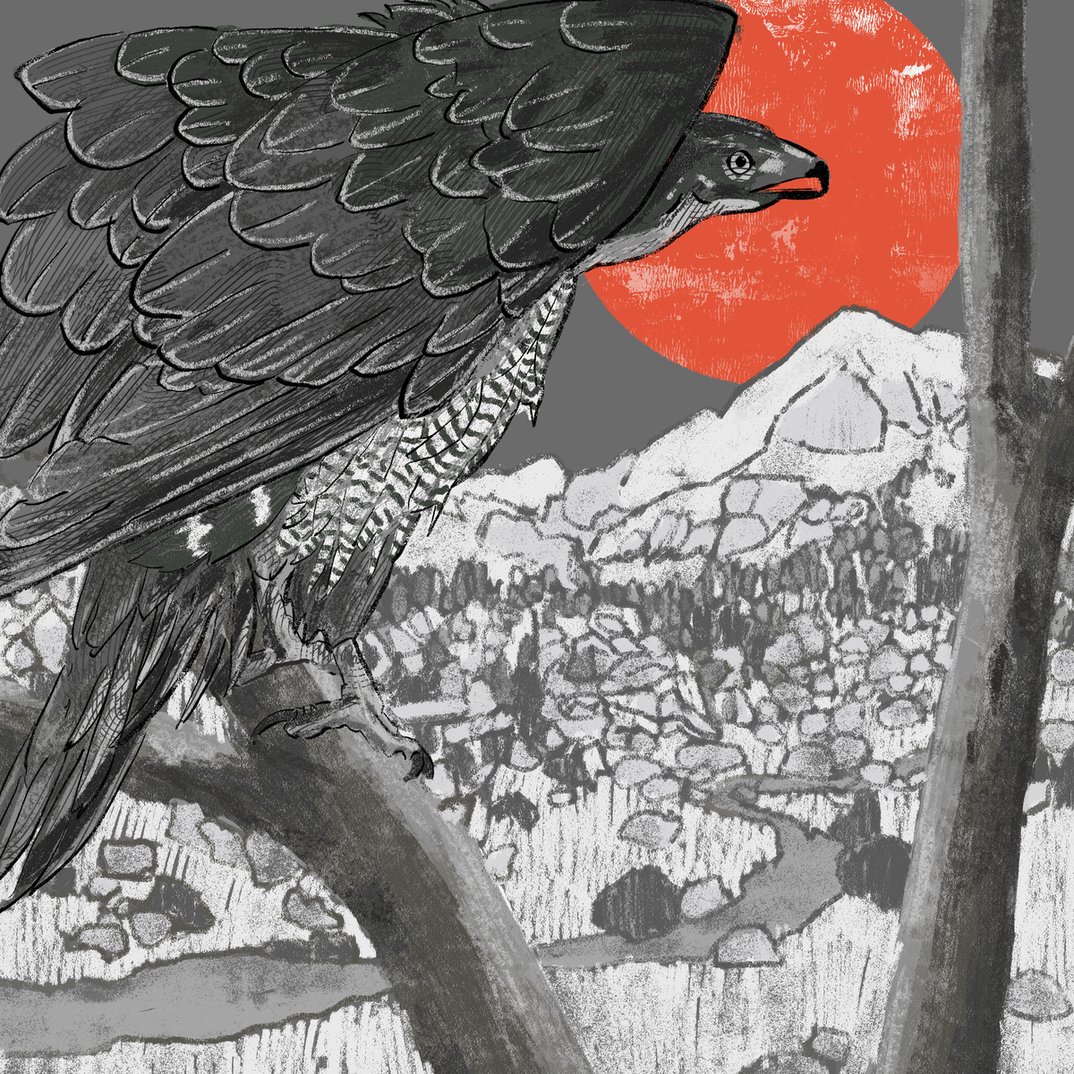 American Goshawk