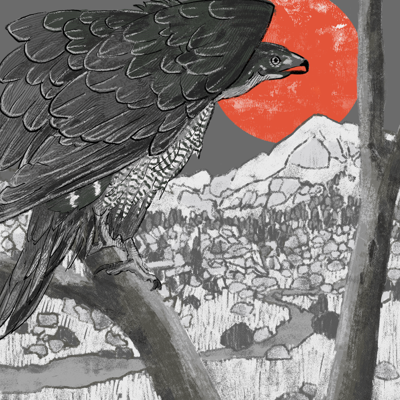 American Goshawk