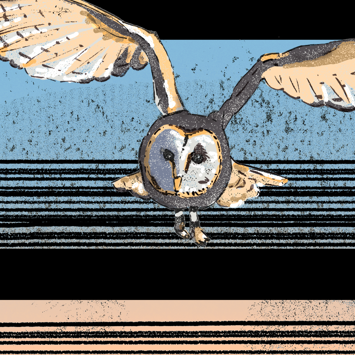 Barn Owl