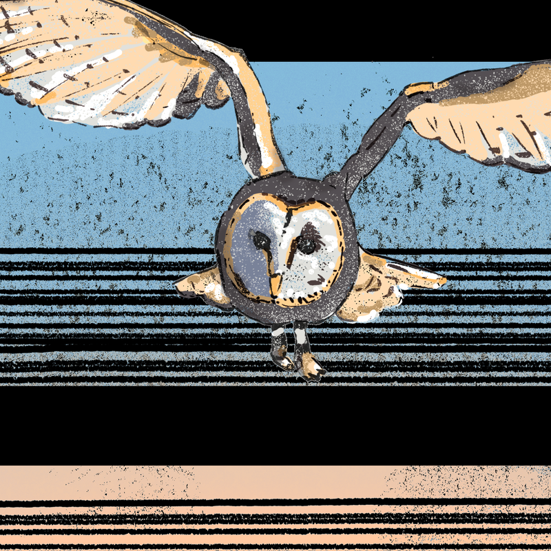 Barn Owl