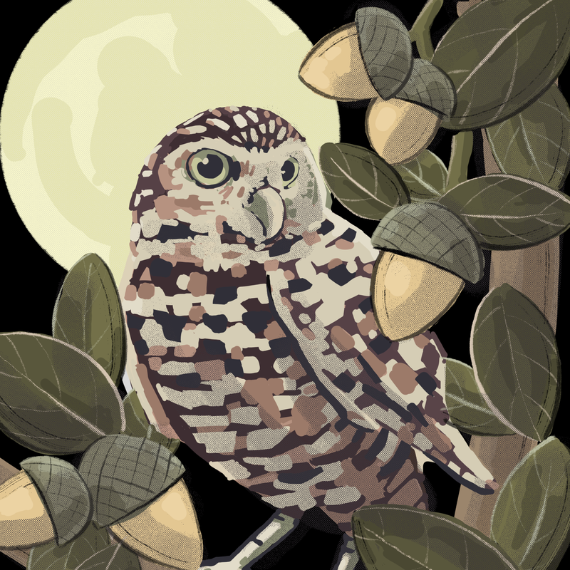 Burrow Owl