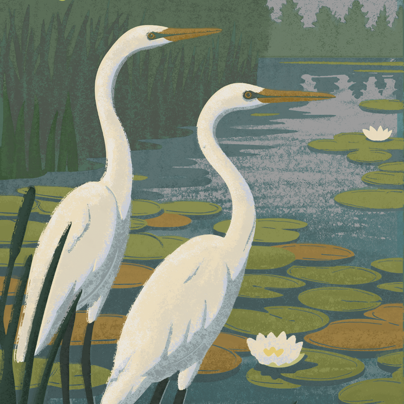 Great Egrets