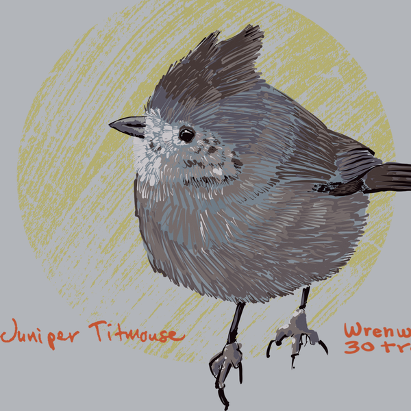 Juniper Titmouse