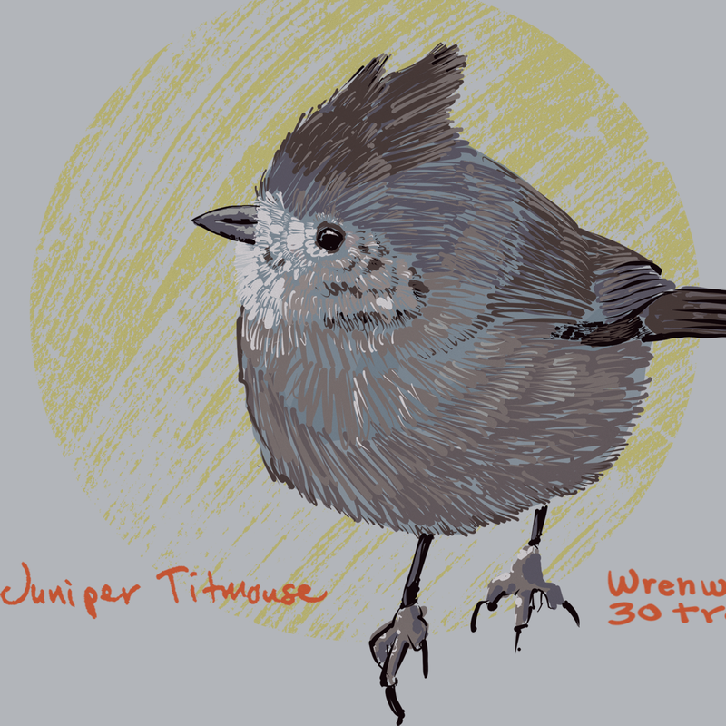 Juniper Titmouse