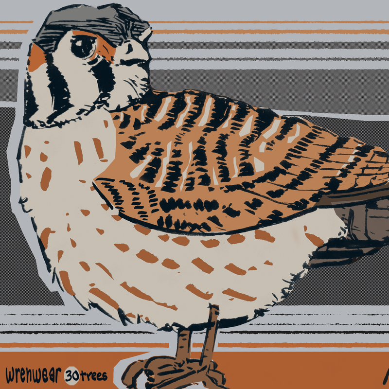 American Kestrel