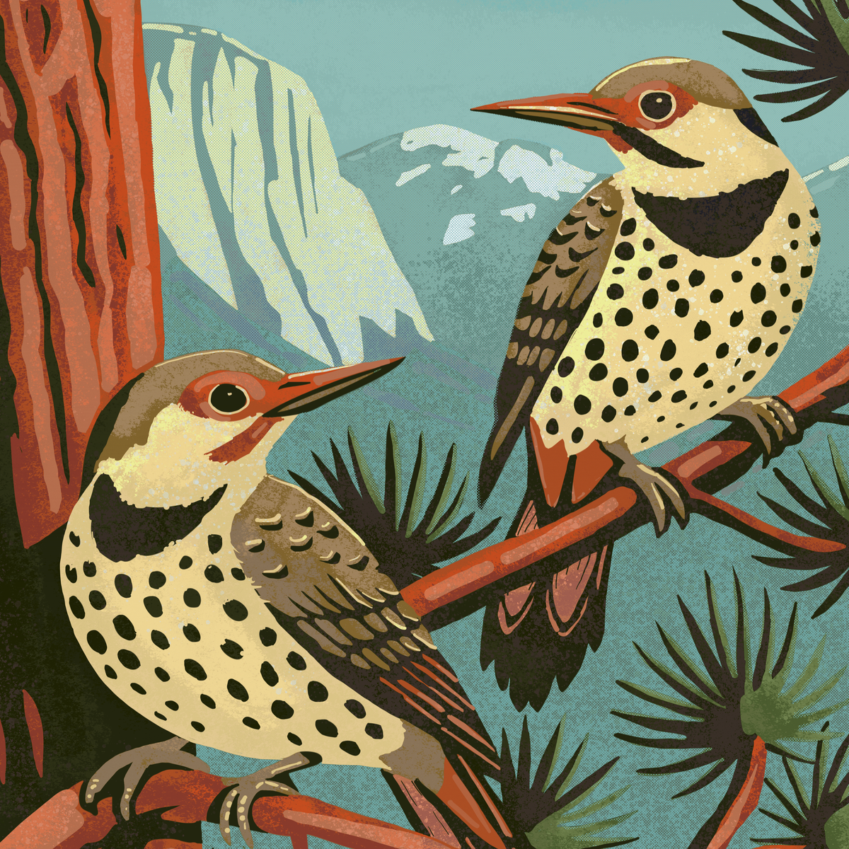 Northern Flicker