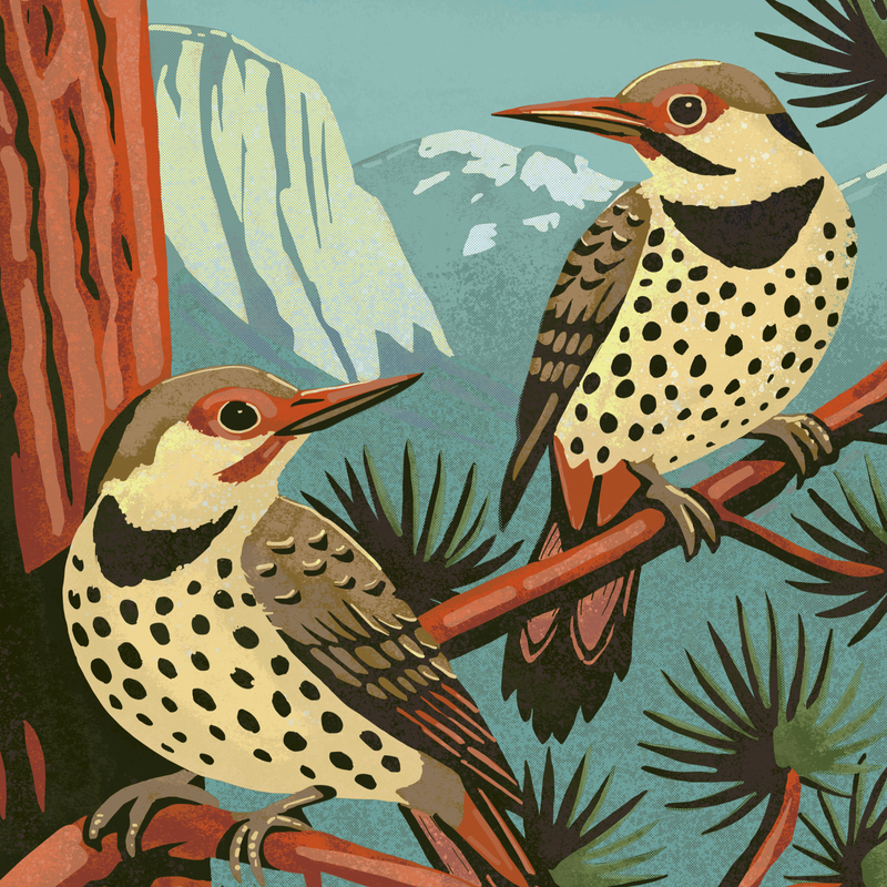 Northern Flicker