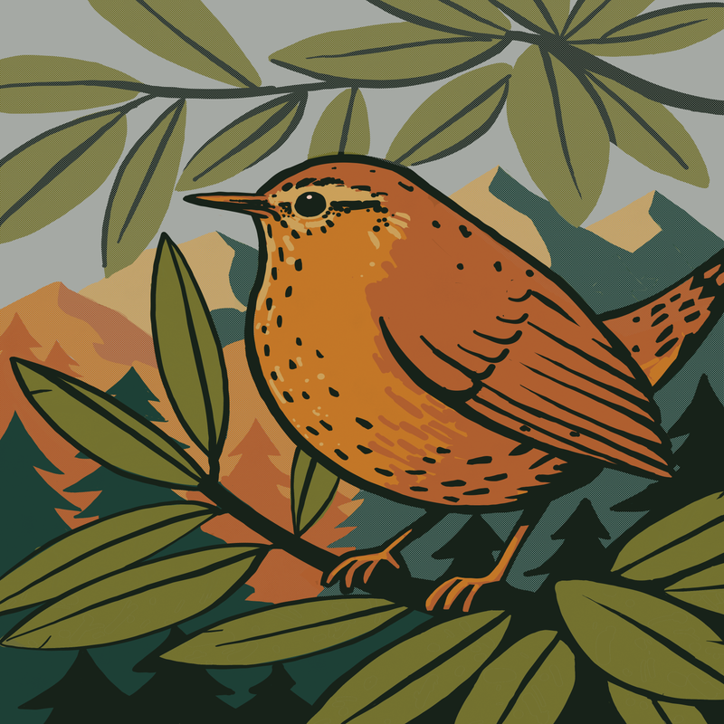 Pacific Wren