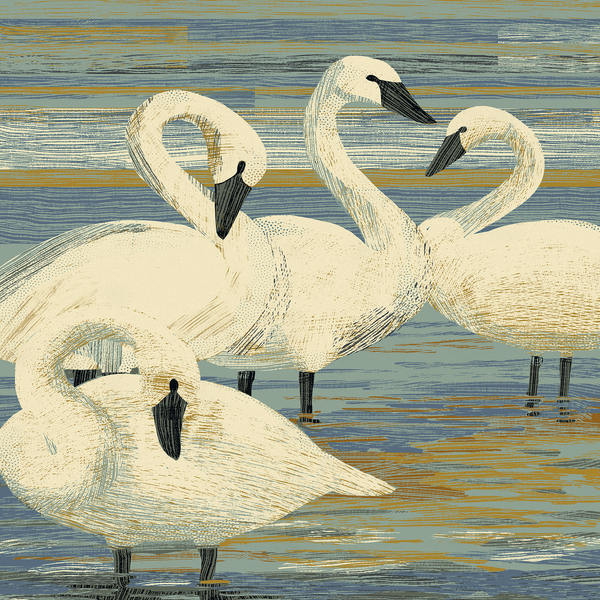 Trumpeter Swans