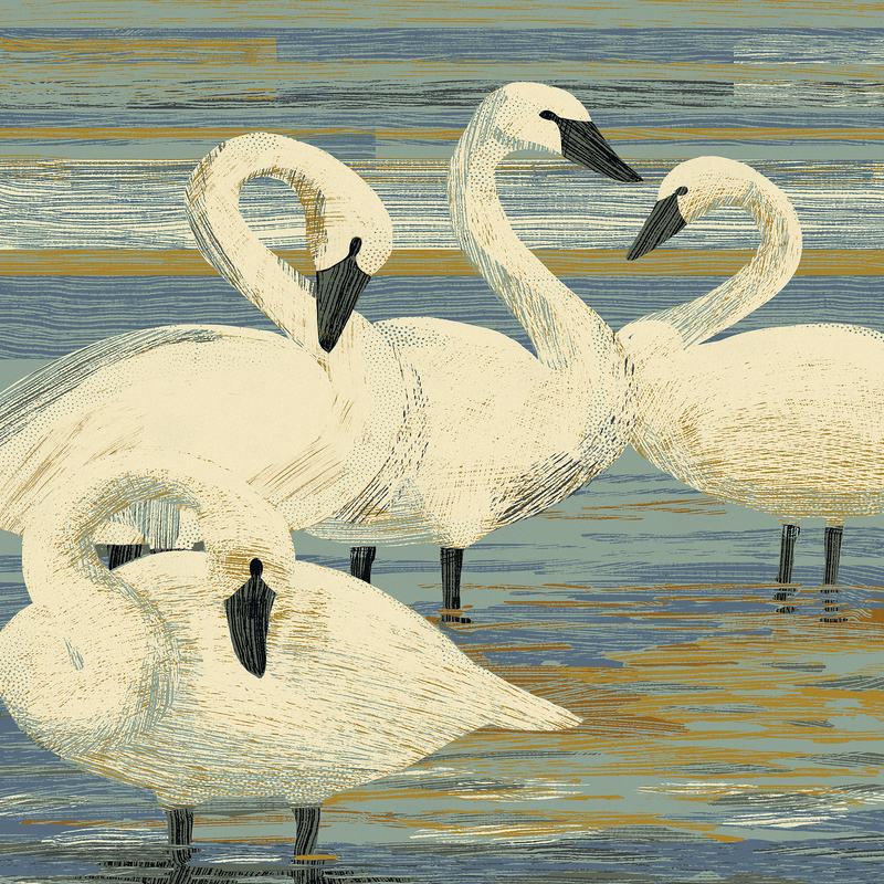 Trumpeter Swans