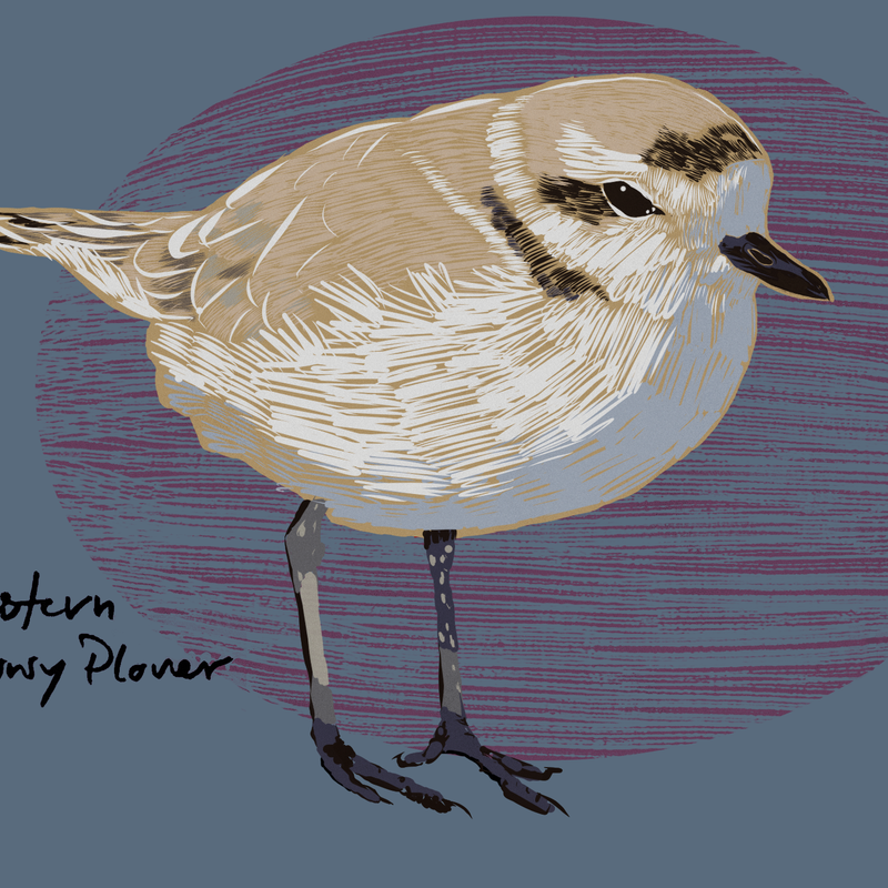 Western Snowy Plover