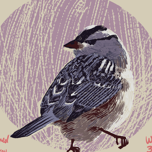 White-crowned Sparrow