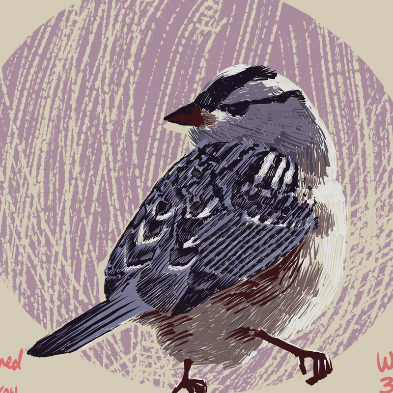 White-crowned Sparrow