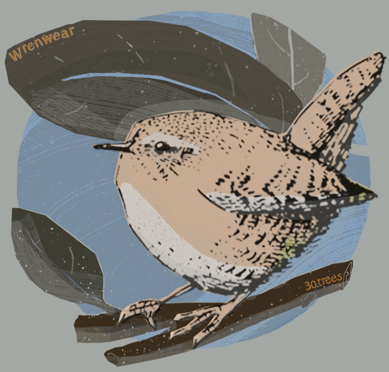 Winter Wren